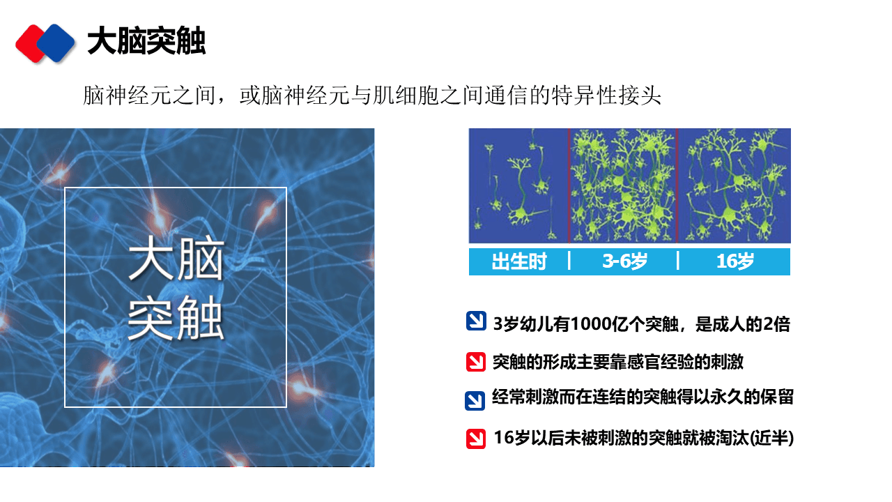 大脑突触